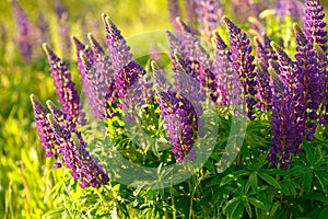 Lupinus, lupin, lupine field with pink purple and blue flowers photo