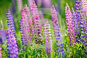 Lupinus, lupin, lupine field with pink purple and blue flowers