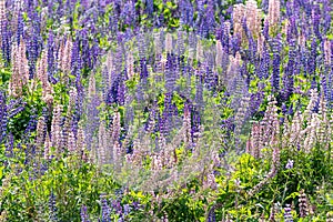 Lupinus, lupin, lupine field with pink purple and blue flowers. Bunch of lupines summer flower background