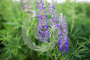 Lupinus, lupin, lupine field with pink purple and blue flowers. Bunch of lupines summer flower background. Blooming lupine flowers