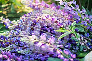 Lupinus, lupin, lupine field with pink purple and blue flowers. Bunch of lupines summer flower background. Blooming lupine flowers