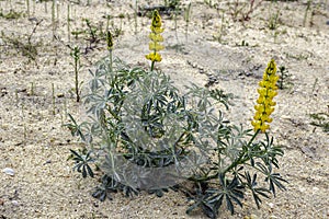 Lupinus luteus, comunly known as annual yellow-lupin.