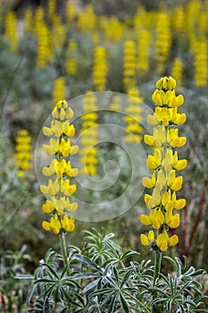 Lupinus luteus, comunly known as annual yellow-lupin.