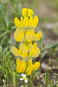 lupinus luteus yellow flower