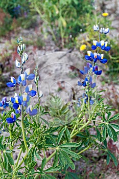 Lupinus mutabilis, species of lupin grown in the Andes, mainly for its edible bean. Near Quilotoa, Ecuado