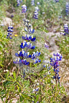 Lupinus mutabilis, species of lupin grown in the Andes, mainly for its edible bean. Near Quilotoa, Ecuado