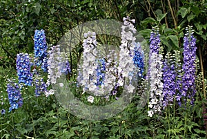 Lupinus perennis. lupines. lupins growing in a garden