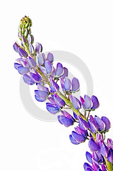 Lupinus