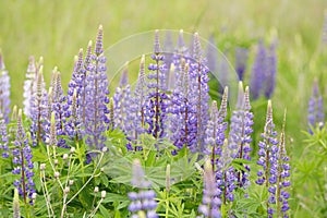 Lupinus polyphyllus