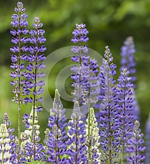 Lupinus polyphyllus flower