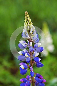 Lupinus polyphyllus flower on the garden