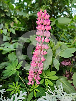 Lupinus polyphyllus or garden lupin pink flower in the garden design