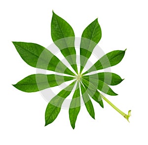 Lupinus polyphyllus green leaf