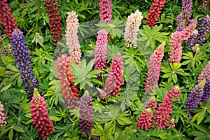 Lupinus polyphyllus hybrid