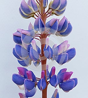 Lupinus polyphyllus, the large-leaved lupine photo