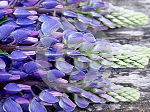Lupinus polyphyllus, the large-leaved lupine photo