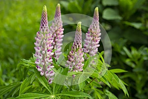 Lupinus polyphyllus large leaved lupine flowers in bloom, white pinke flowering tall ornamental wild plant in the garden