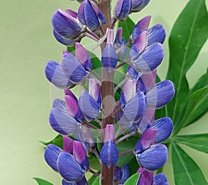 Lupinus polyphyllus, the large-leaved lupine photo