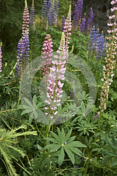 Lupinus polyphyllus  plants in bloom