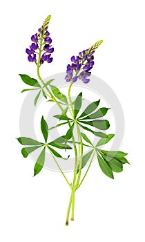 Lupinus polyphyllus purple flowers and green leaves isolated