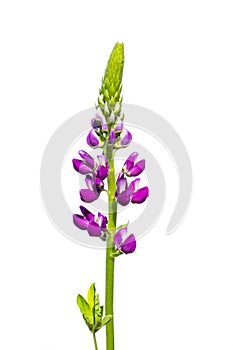 Lupinus slender pink flower