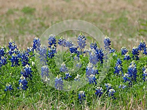 Lupinus texansis plus Five are all State Flowers