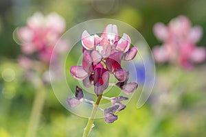 Lupinus texensis blooming in a Texas garden in spring