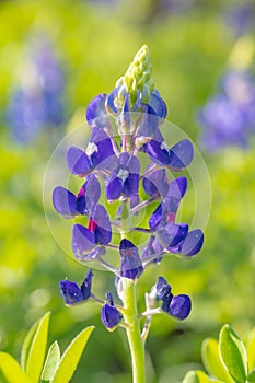 Lupinus texensis blooms come in various shades of blue
