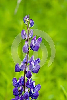 Lupinus texensis in spring