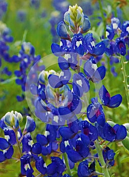 Lupinus texensis, Texas Bluebonnets