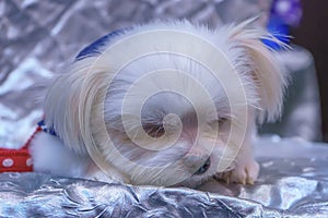 Lupus familiaris) sleeping on a silver sheet