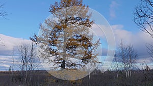 Lurch at yamal tundra