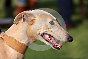 Lurcher