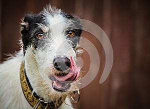 Lurcher dog licking lips