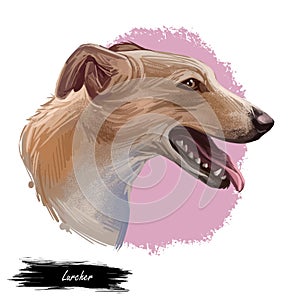 Lurcher dog, offspring of sighthound mated with pastoral breed or terrier, digital art illustration of cute canine animal. Brown