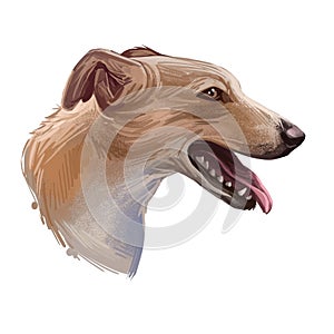 Lurcher dog, offspring of sighthound mated with pastoral breed or terrier, digital art illustration of cute canine animal. Brown