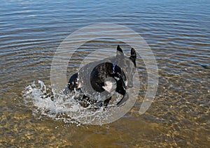 Lurcher dog playing in water