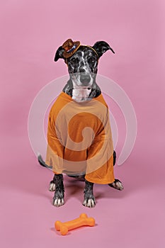 Lurcher dog supports Dutch soccer or football team with orange shirt and attributes