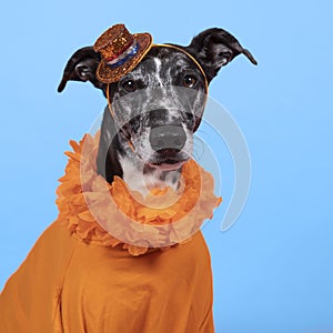 Lurcher dog supports Dutch soccer or football team with orange shirt and attributes