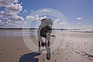 Lurcher puppy running in to the lick