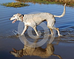 Lurcher dog in water
