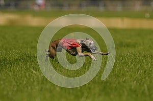 Lure coursing