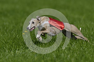 Lure coursing