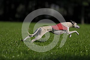Lure coursing