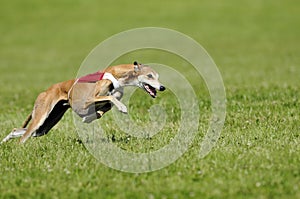 Lure coursing