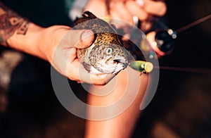 Lure fishing. Fisherman and trout. Brown trout being caught in fishing net. Fisherman and trophy trout. Fishes catching