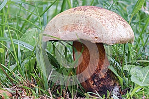 The Lurid Bolete (Suillellus luridus) is an edible mushroom