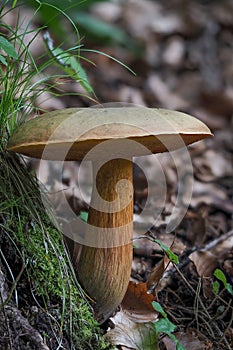 The Lurid Bolete (Suillellus luridus) is an edible mushroom