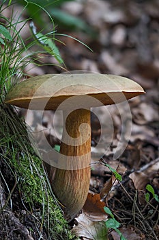 The Lurid Bolete (Suillellus luridus) is an edible mushroom photo