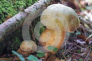 The Lurid Bolete (Suillellus luridus) is an edible mushroom photo